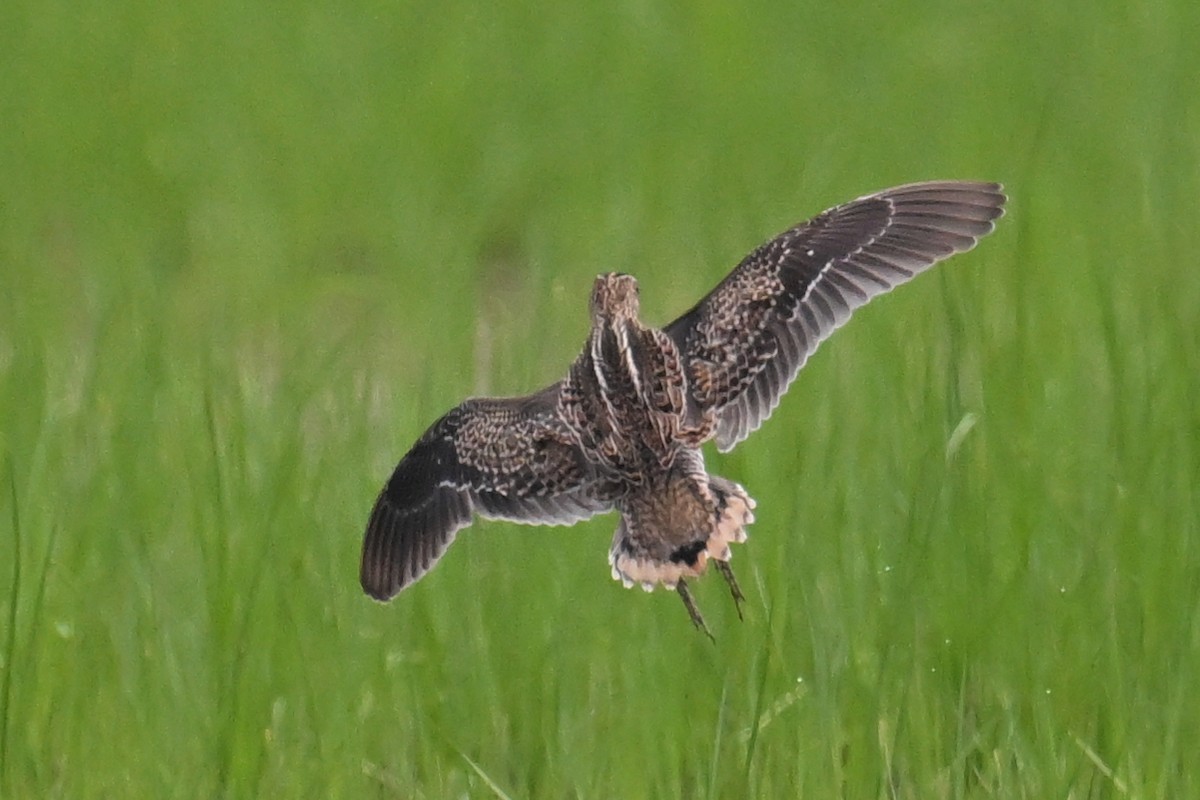 Pin-tailed Snipe - ML607858041