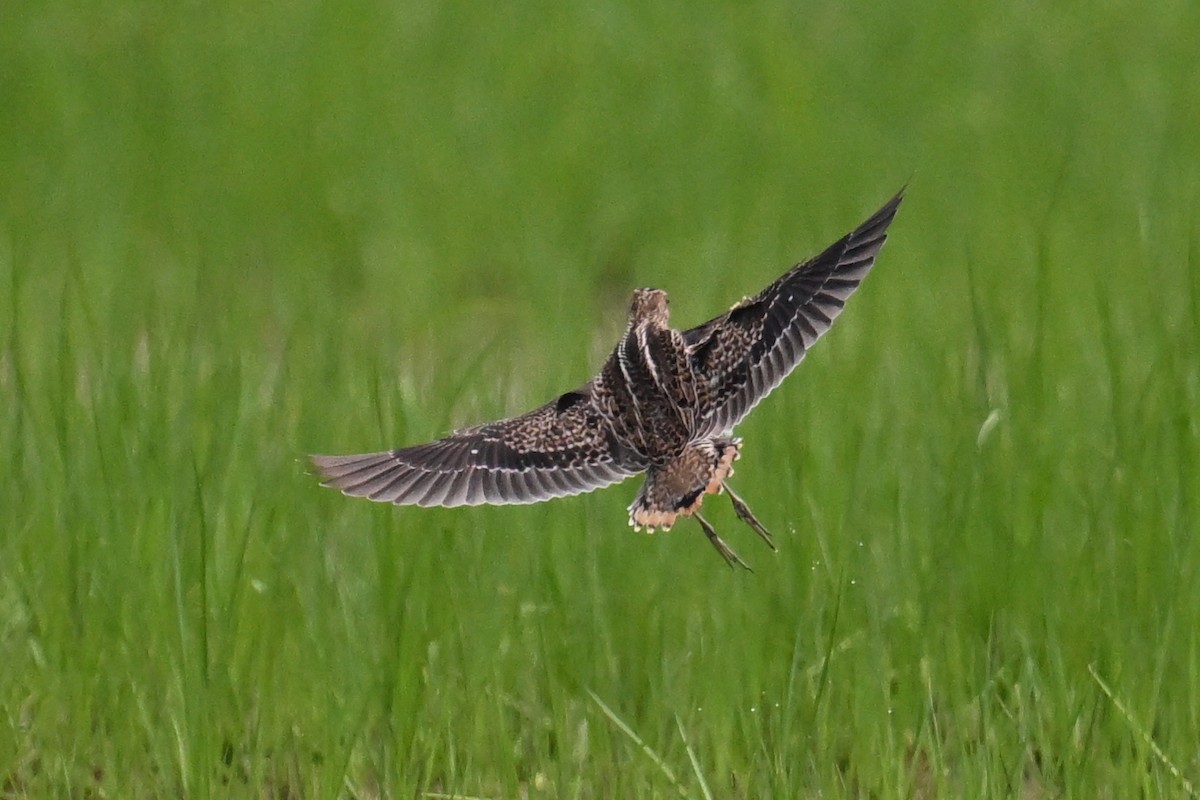 Pin-tailed Snipe - ML607858051