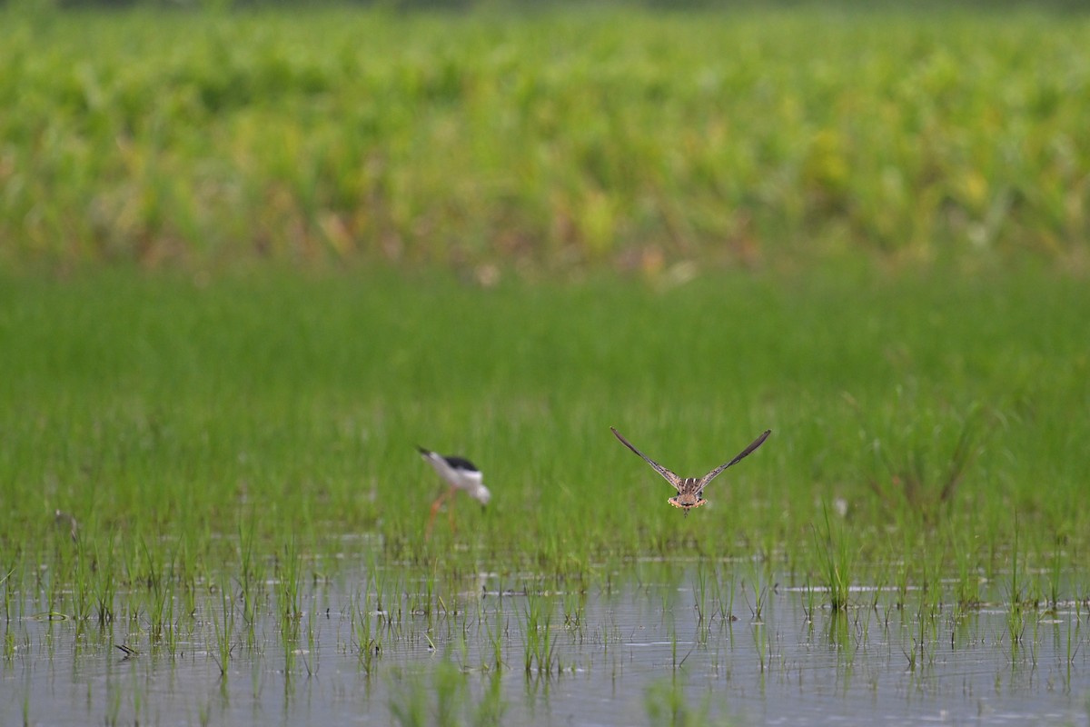 Pin-tailed Snipe - ML607858071