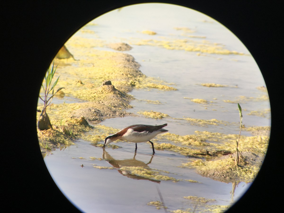 Phalarope de Wilson - ML60785811