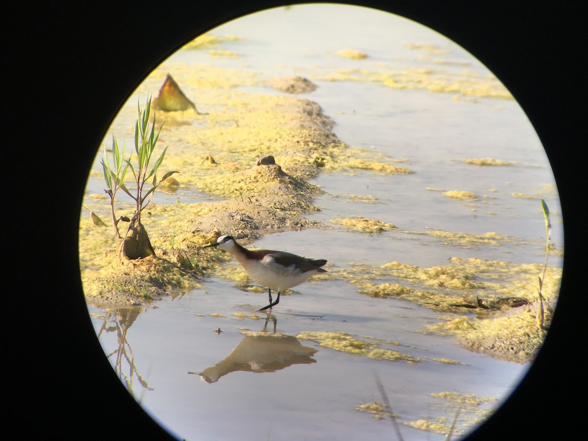 Wilson's Phalarope - Matt Salisbury