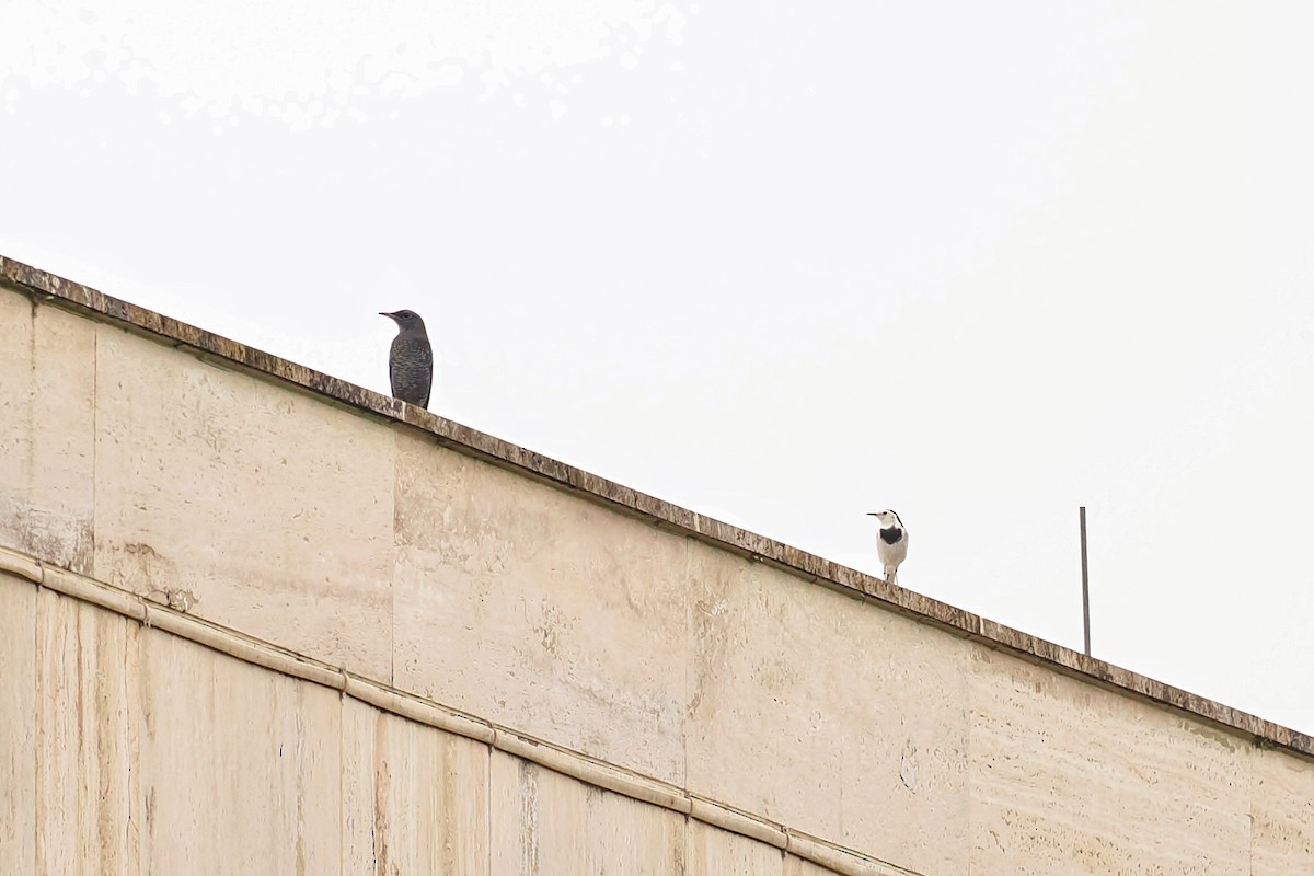 Blue Rock-Thrush (pandoo) - ML607858511