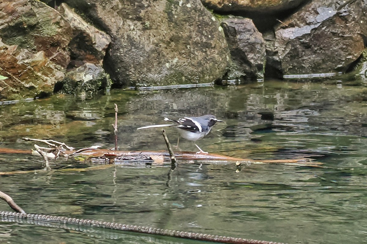 Slaty-backed Forktail - ML607858891