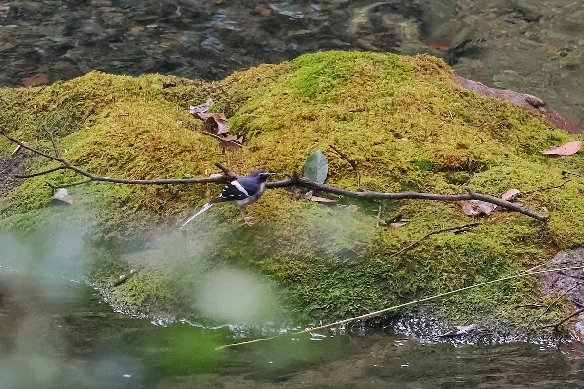 Slaty-backed Forktail - Leijun Zhuang