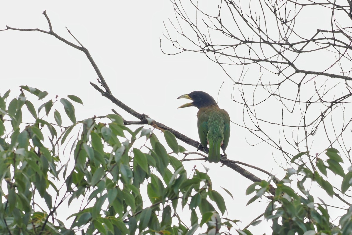 Great Barbet - ML607859111