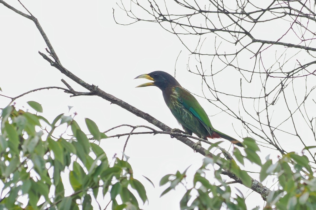 Great Barbet - ML607859121