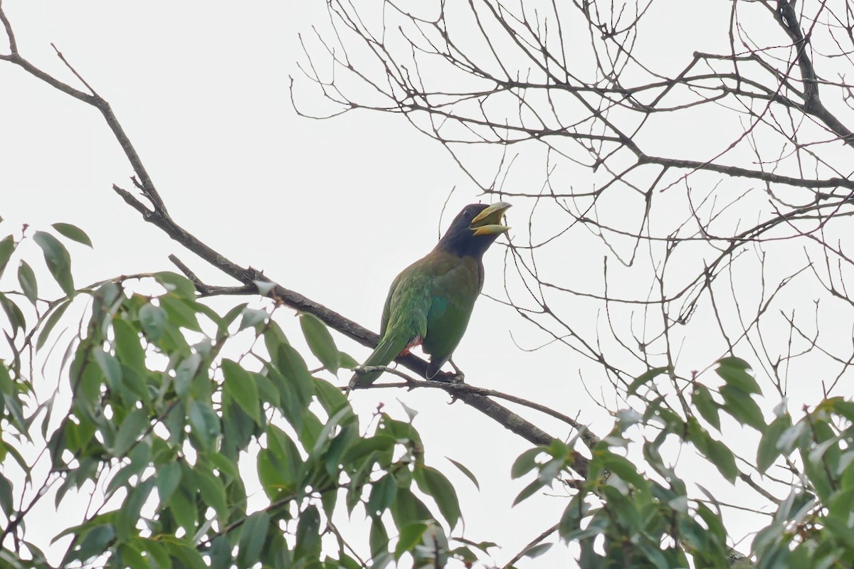 Great Barbet - ML607859161