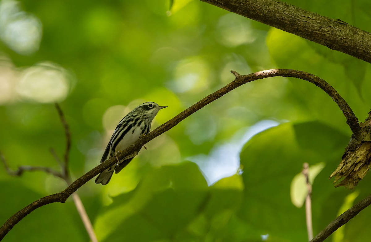 Black-and-white Warbler - ML607859191