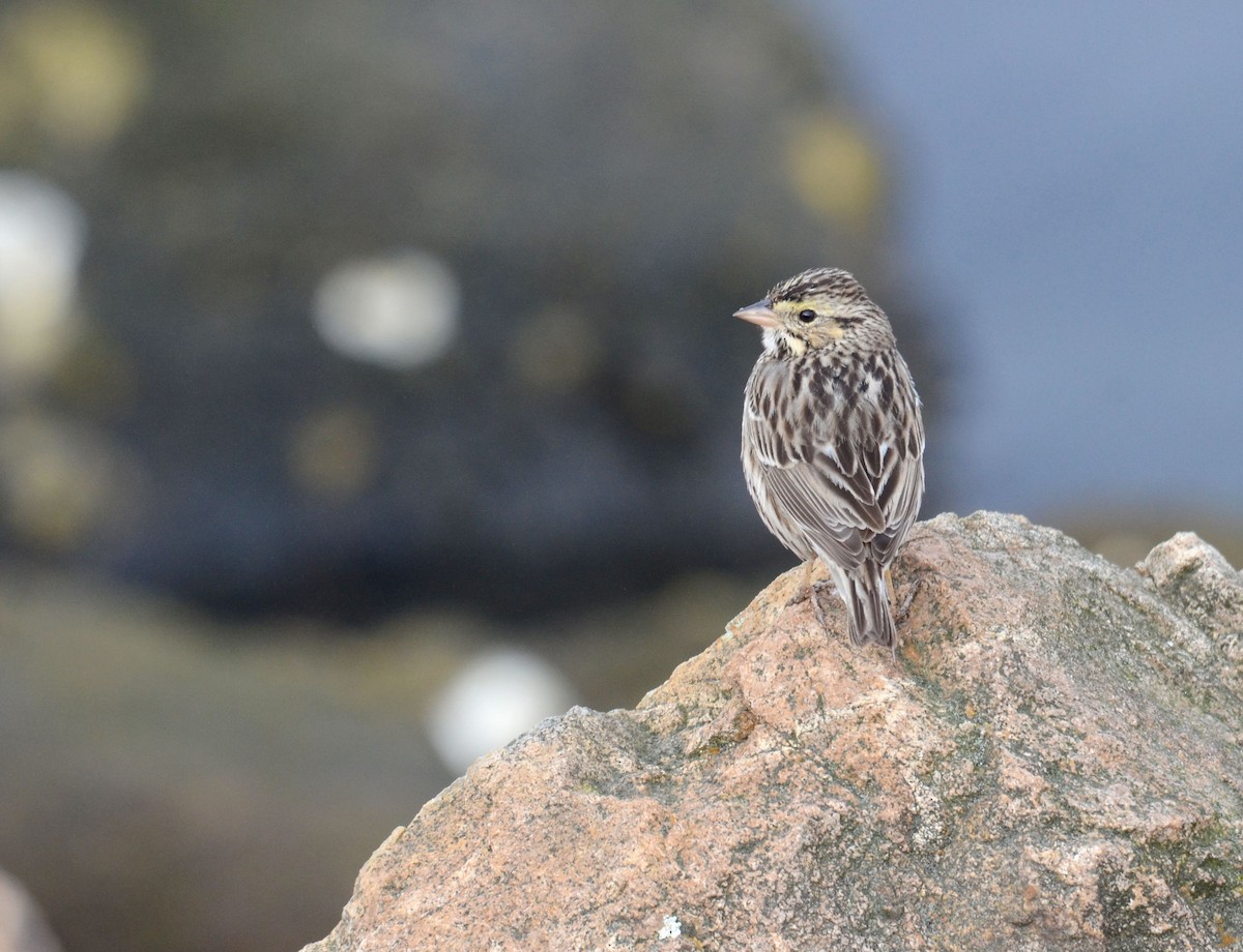 Savannah Sparrow - ML60785961