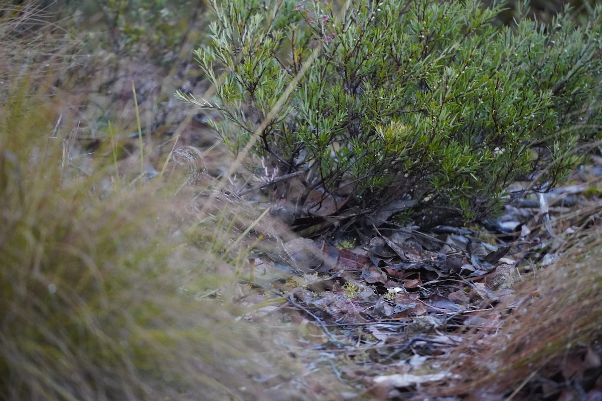 Painted Buttonquail - Matt Egan