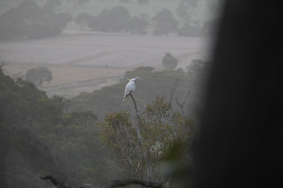 Sulphur-crested Cockatoo - ML607859811