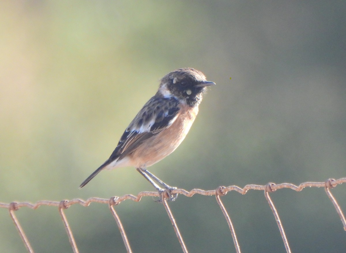 European Stonechat - ML607860991