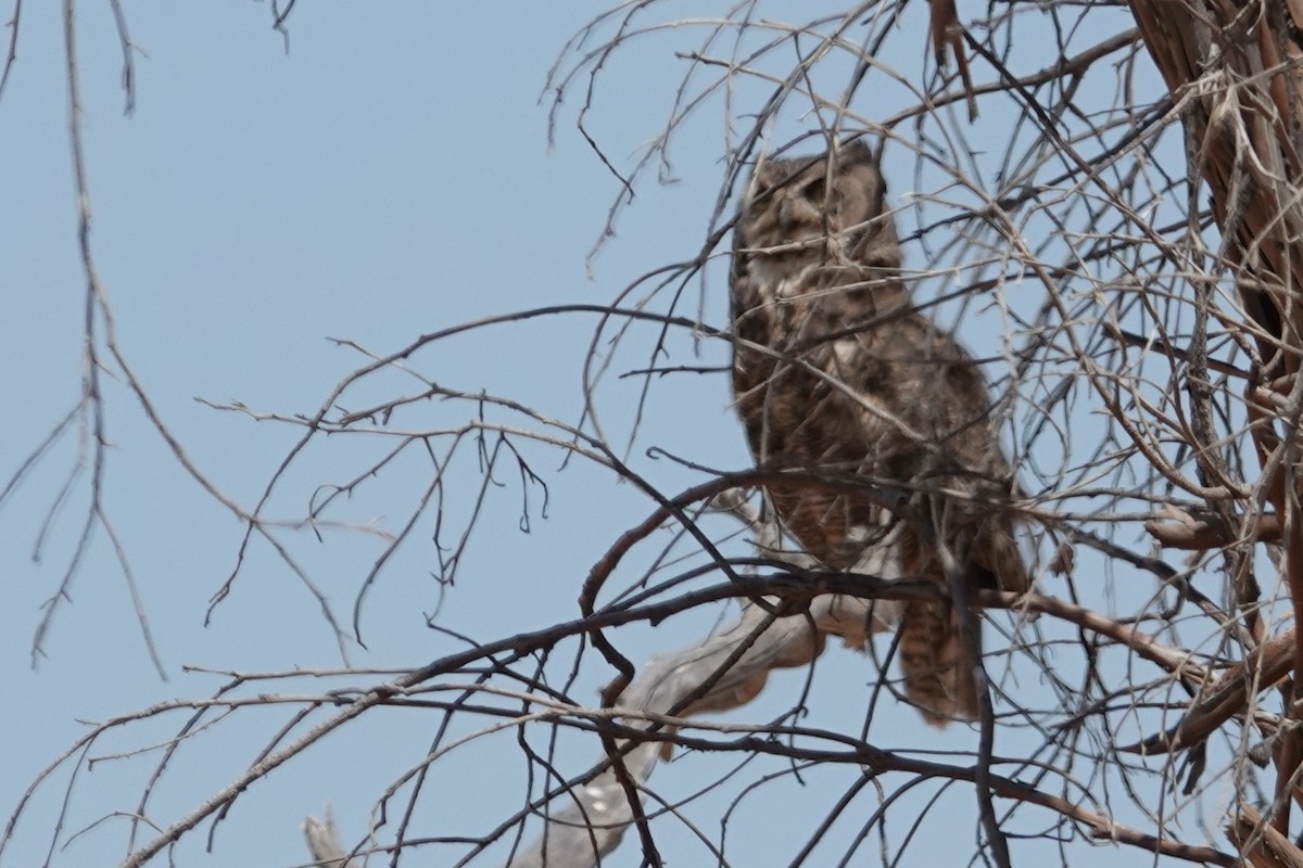 Great Horned Owl - ML607863181