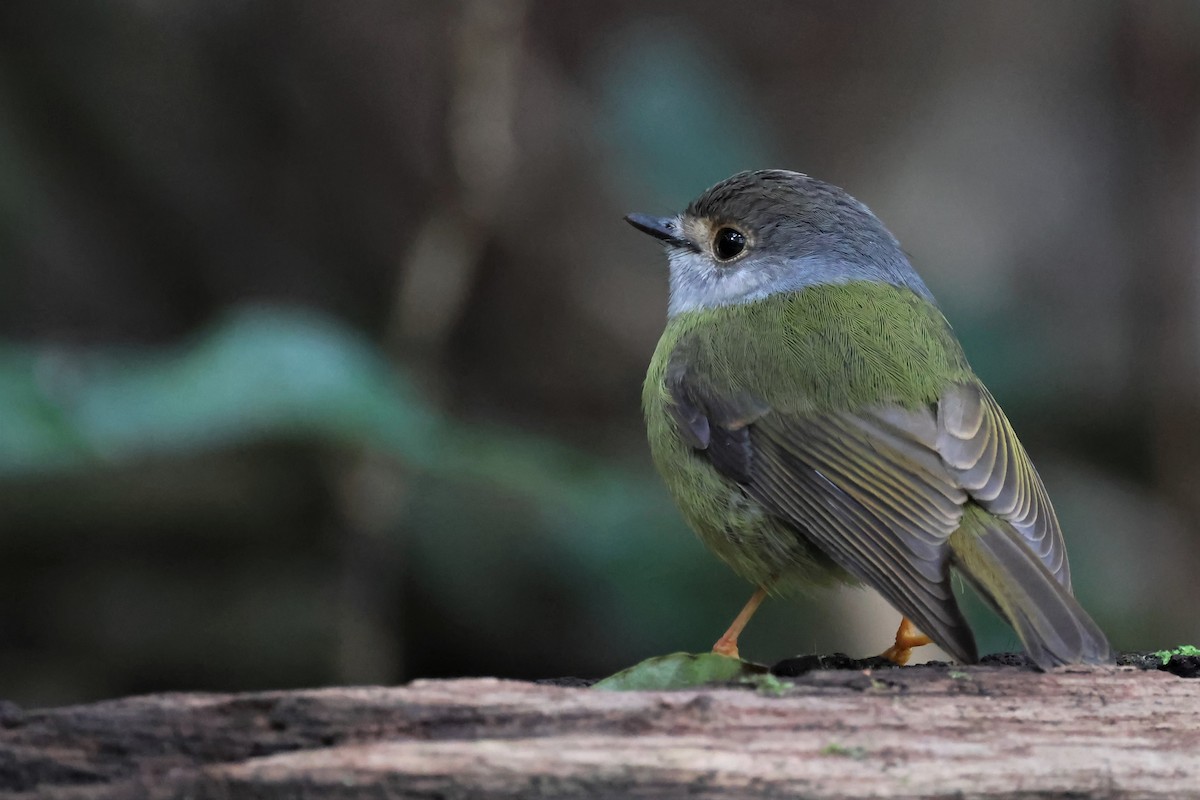 Pale-yellow Robin - Mark and Angela McCaffrey