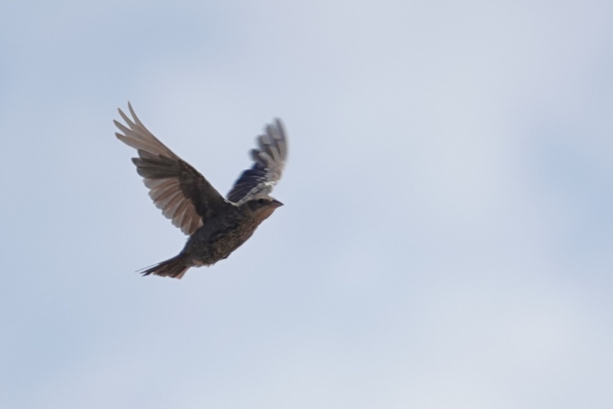 Tricolored Blackbird - ML607863261