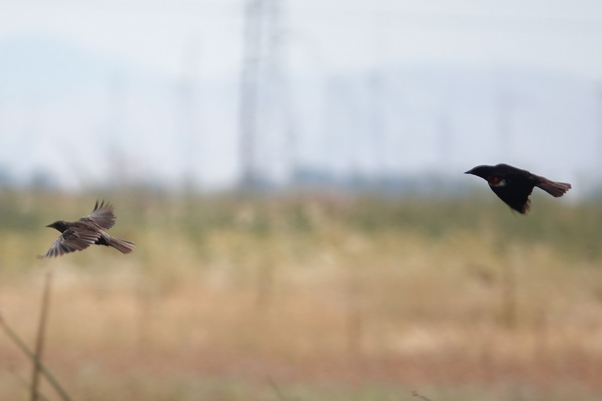 Tricolored Blackbird - ML607863281