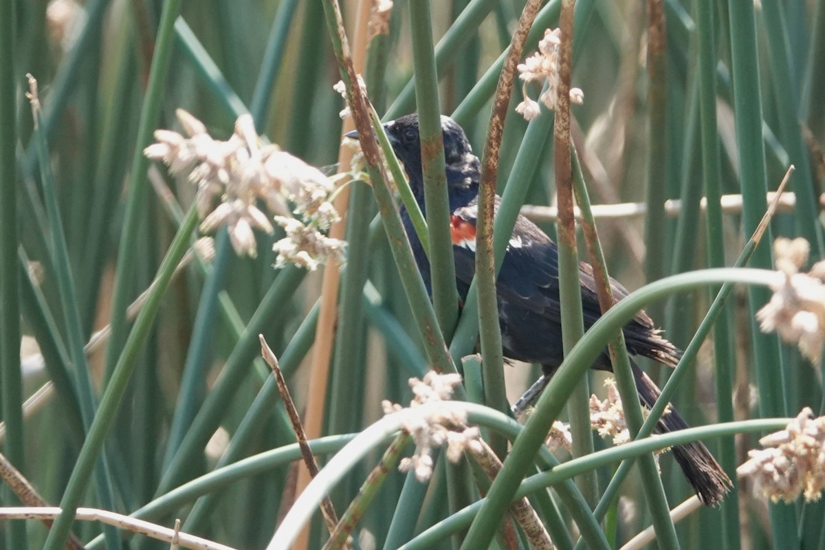 Tricolored Blackbird - ML607863291