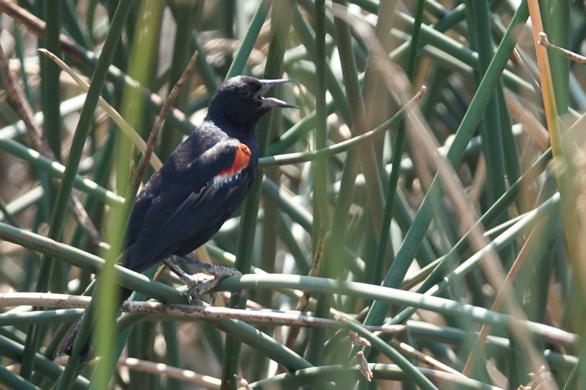 Tricolored Blackbird - ML607863301
