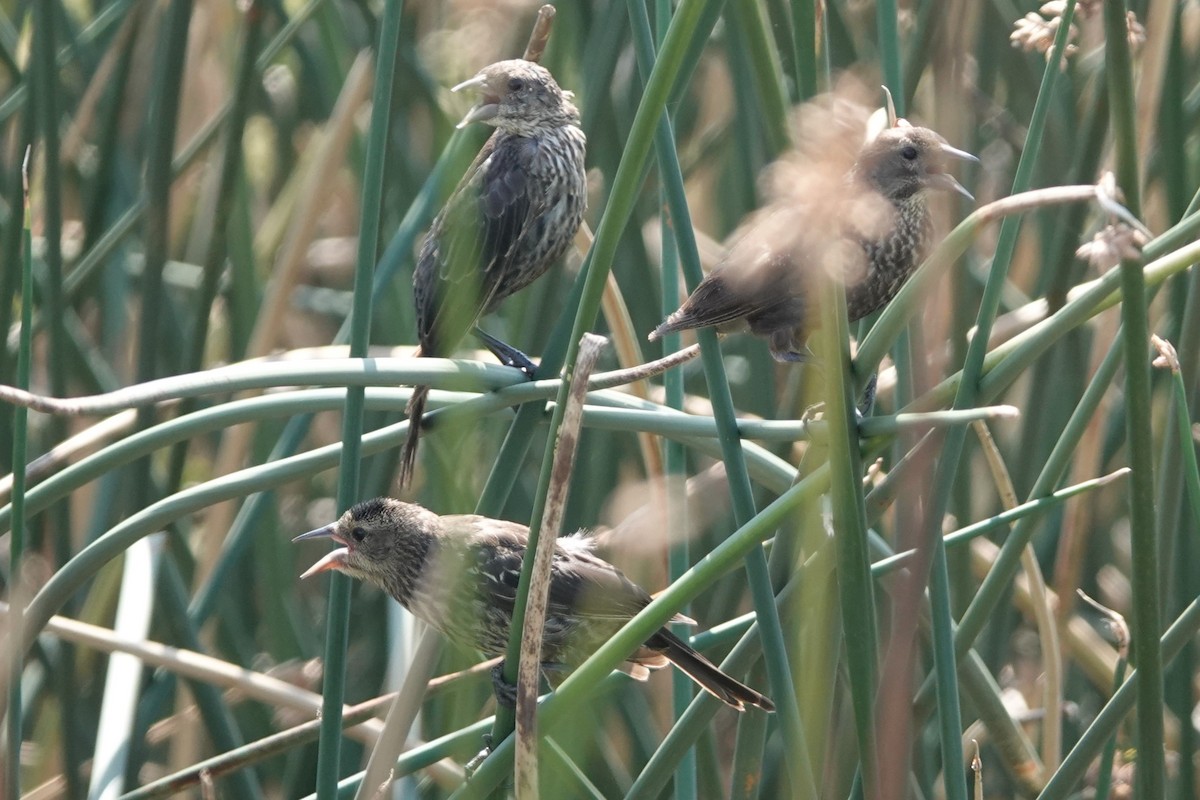 Tricolored Blackbird - ML607863311