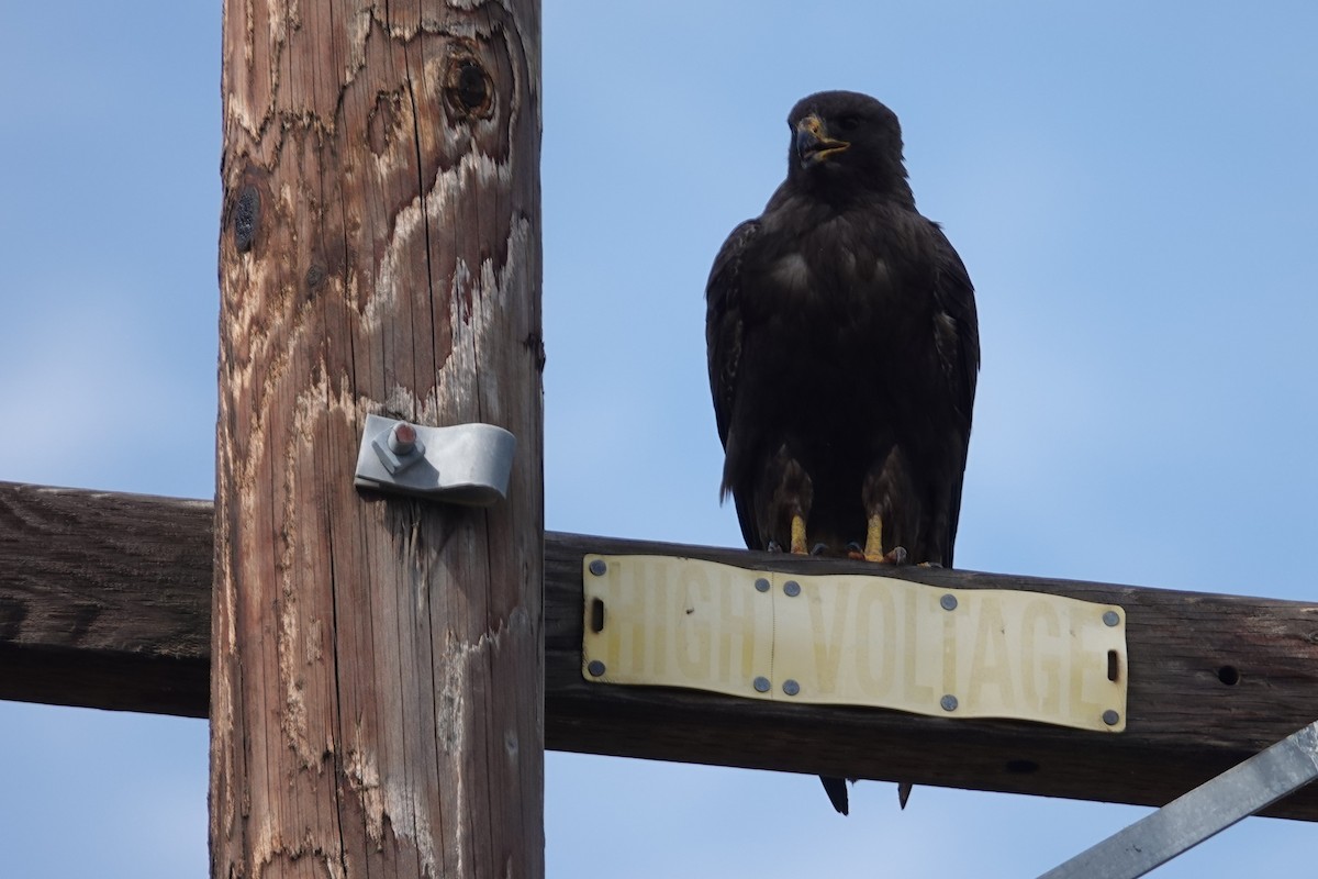 Swainson's Hawk - ML607863351