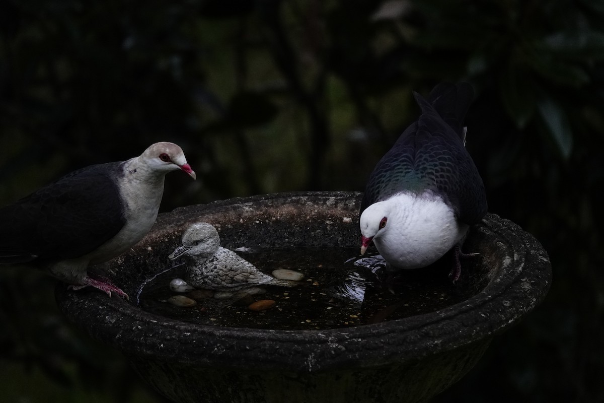 White-headed Pigeon - Eric Finley