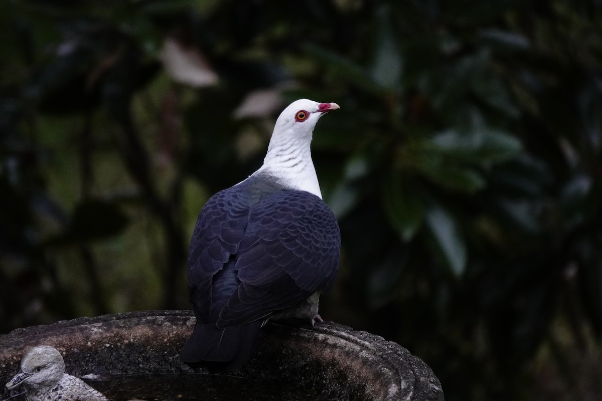 White-headed Pigeon - Eric Finley