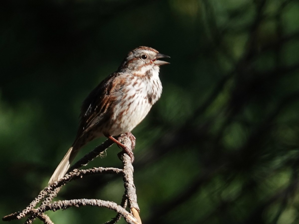 Song Sparrow - ML607864051