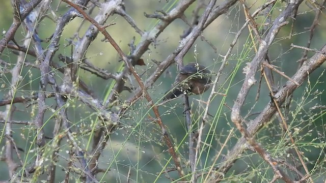 Common Waxbill - ML607864081