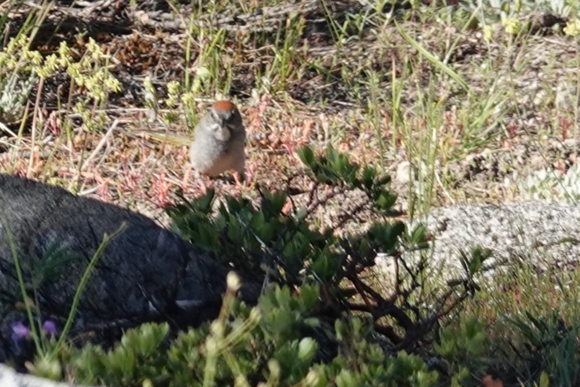 Green-tailed Towhee - Jeffrey Turner