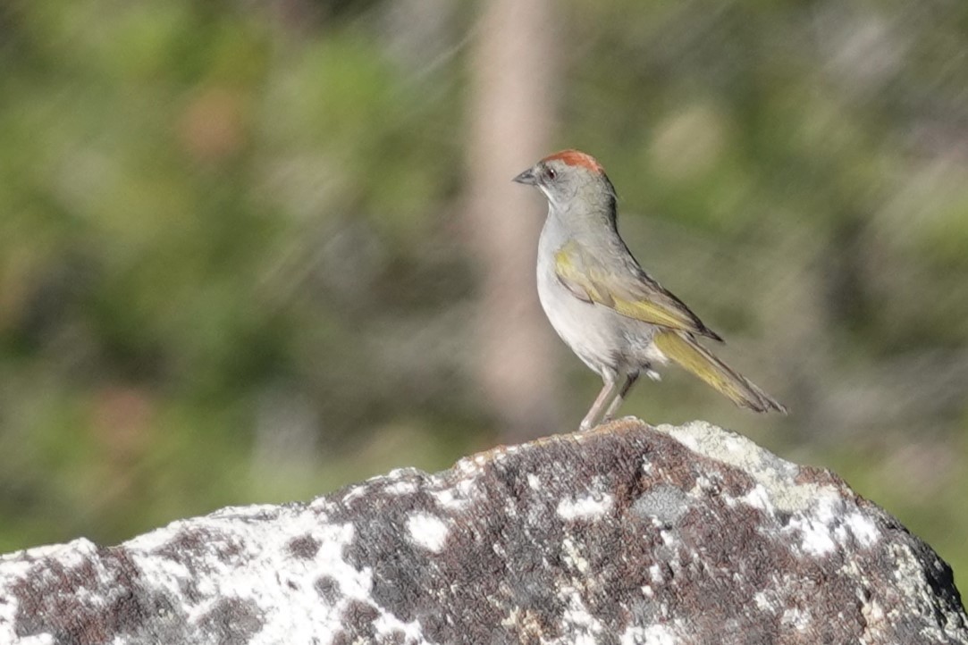 Green-tailed Towhee - Jeffrey Turner