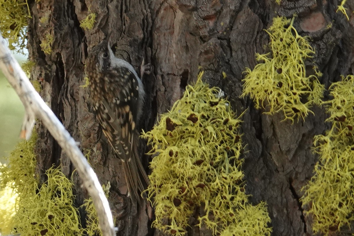 Brown Creeper - ML607864181