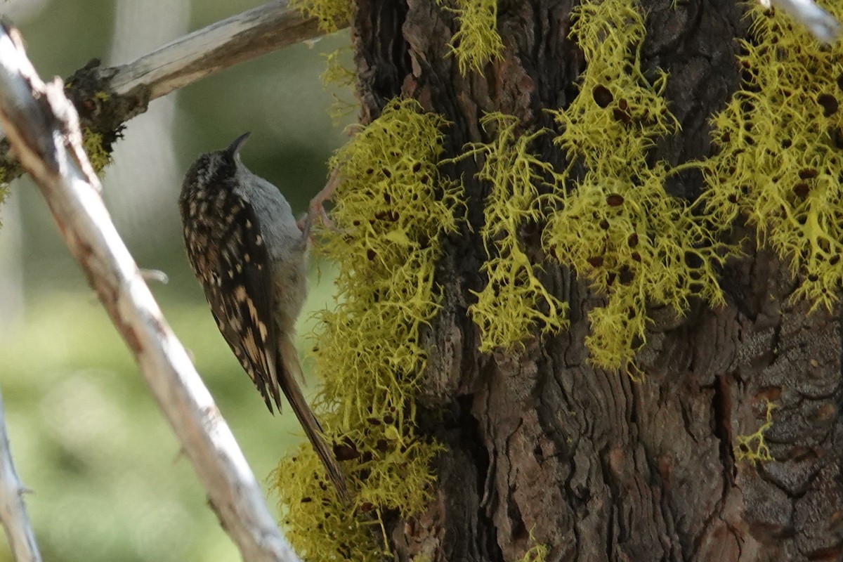 Brown Creeper - ML607864191