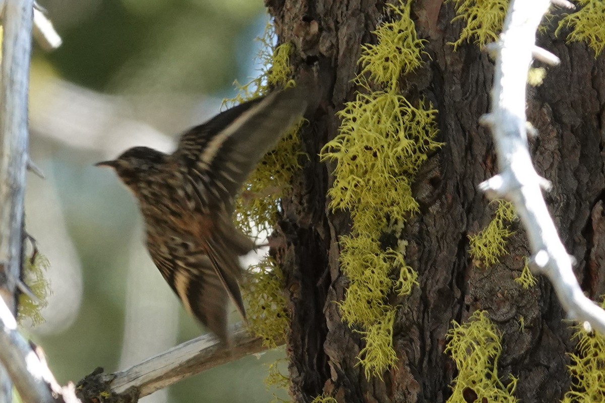 Brown Creeper - ML607864201