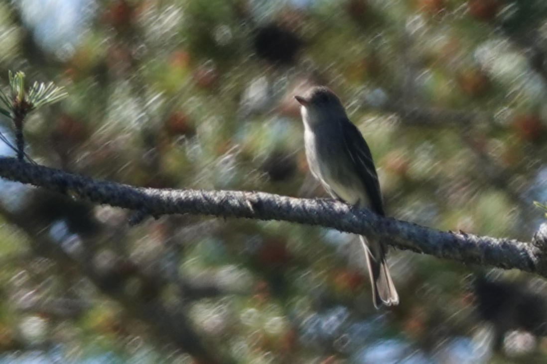 Western Wood-Pewee - Jeffrey Turner