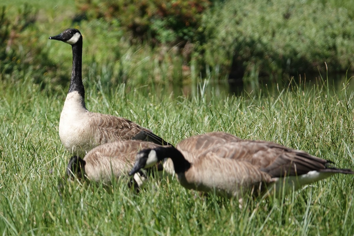 Canada Goose - ML607864361