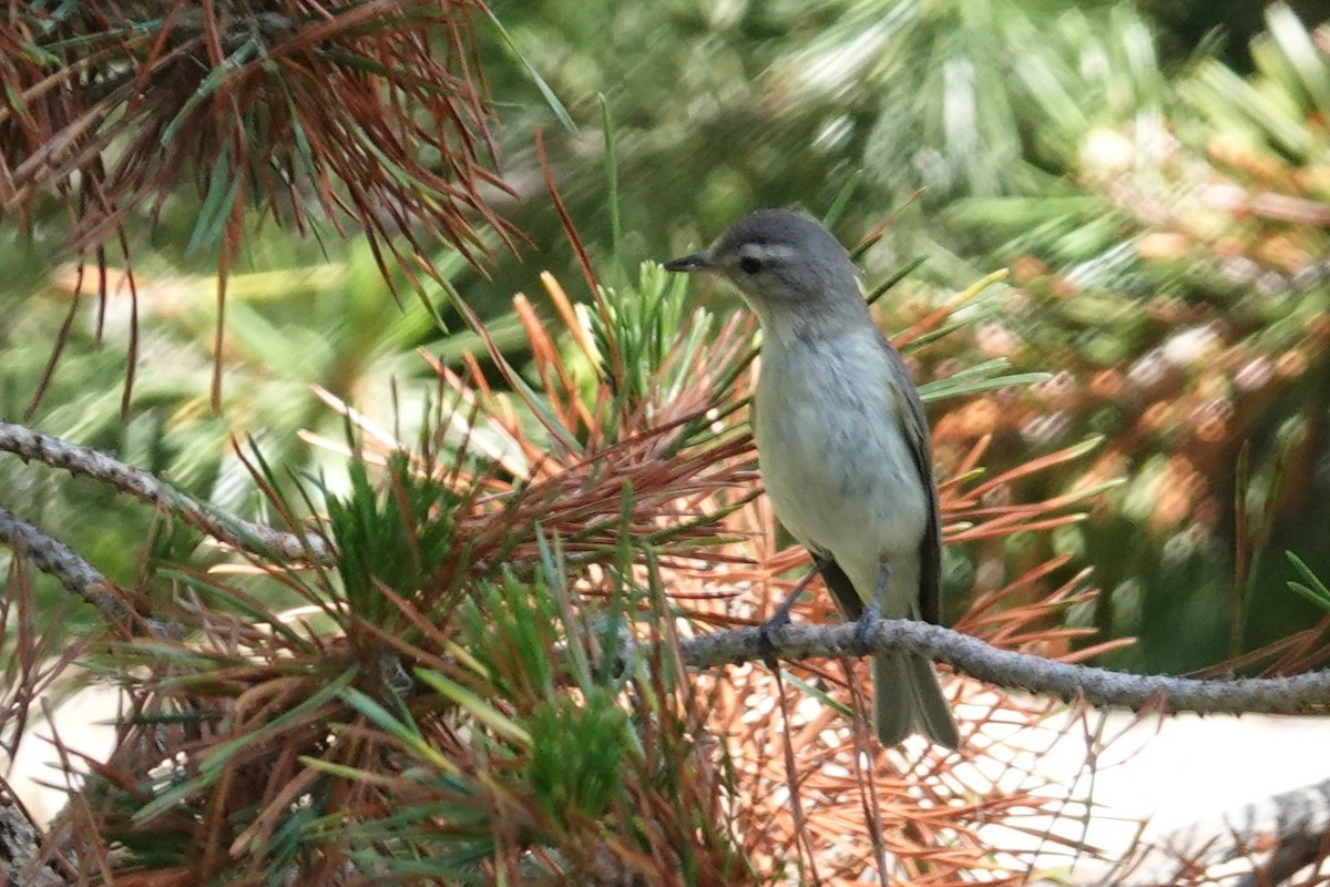 Warbling Vireo - ML607864371