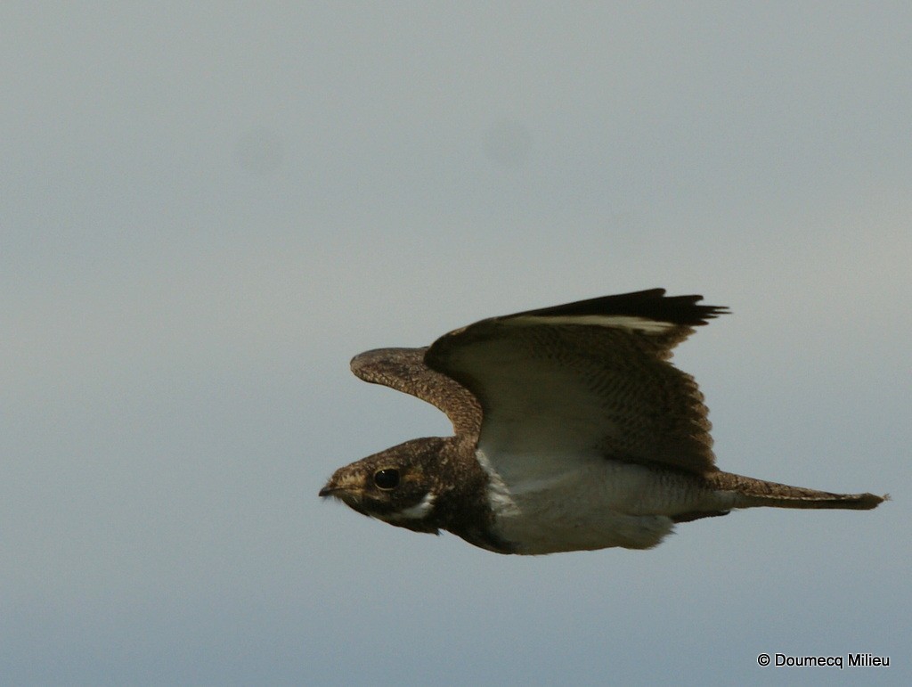 Nacunda Nighthawk - Ricardo  Doumecq Milieu