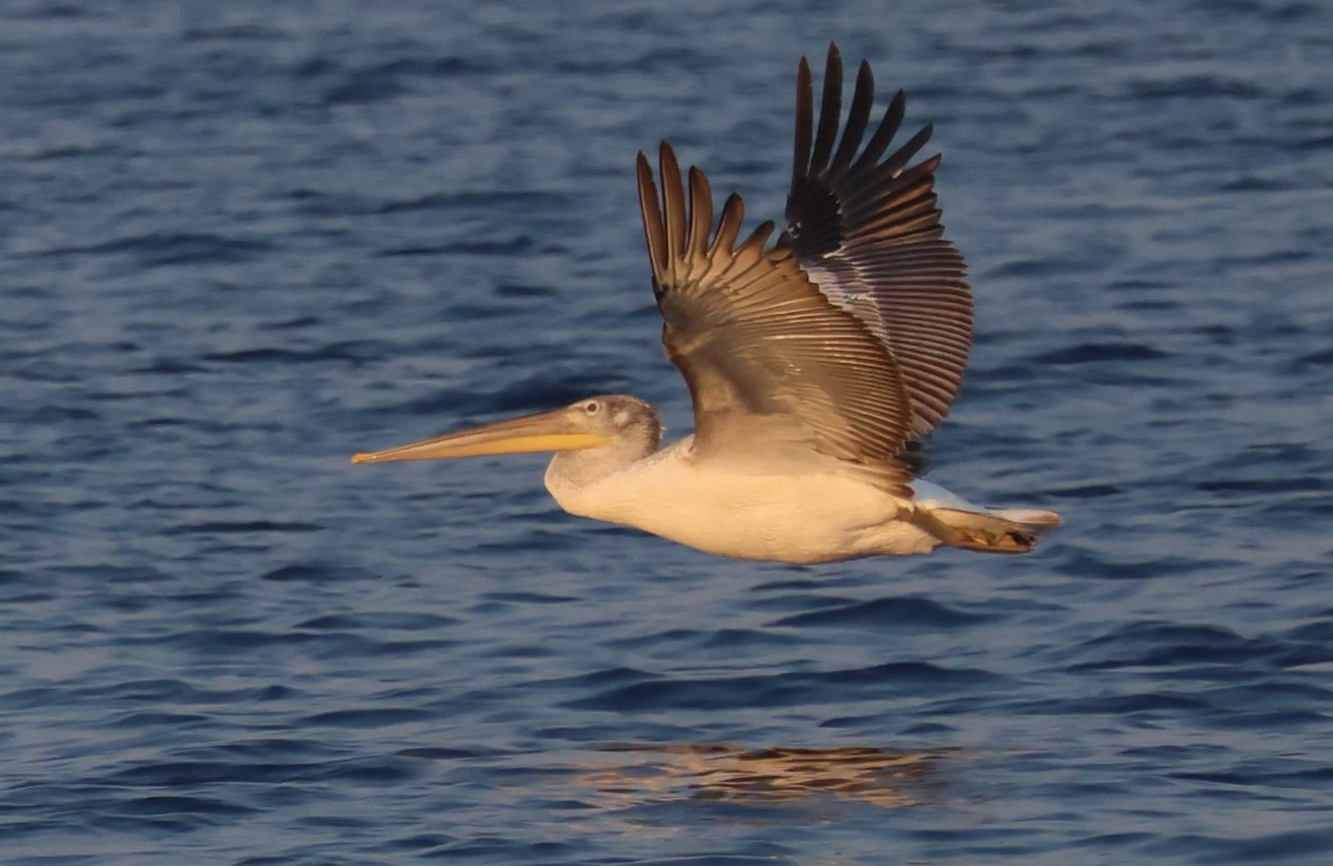 Dalmatian Pelican - ML607864901