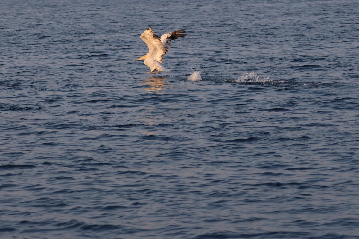 Dalmatian Pelican - ML607864911