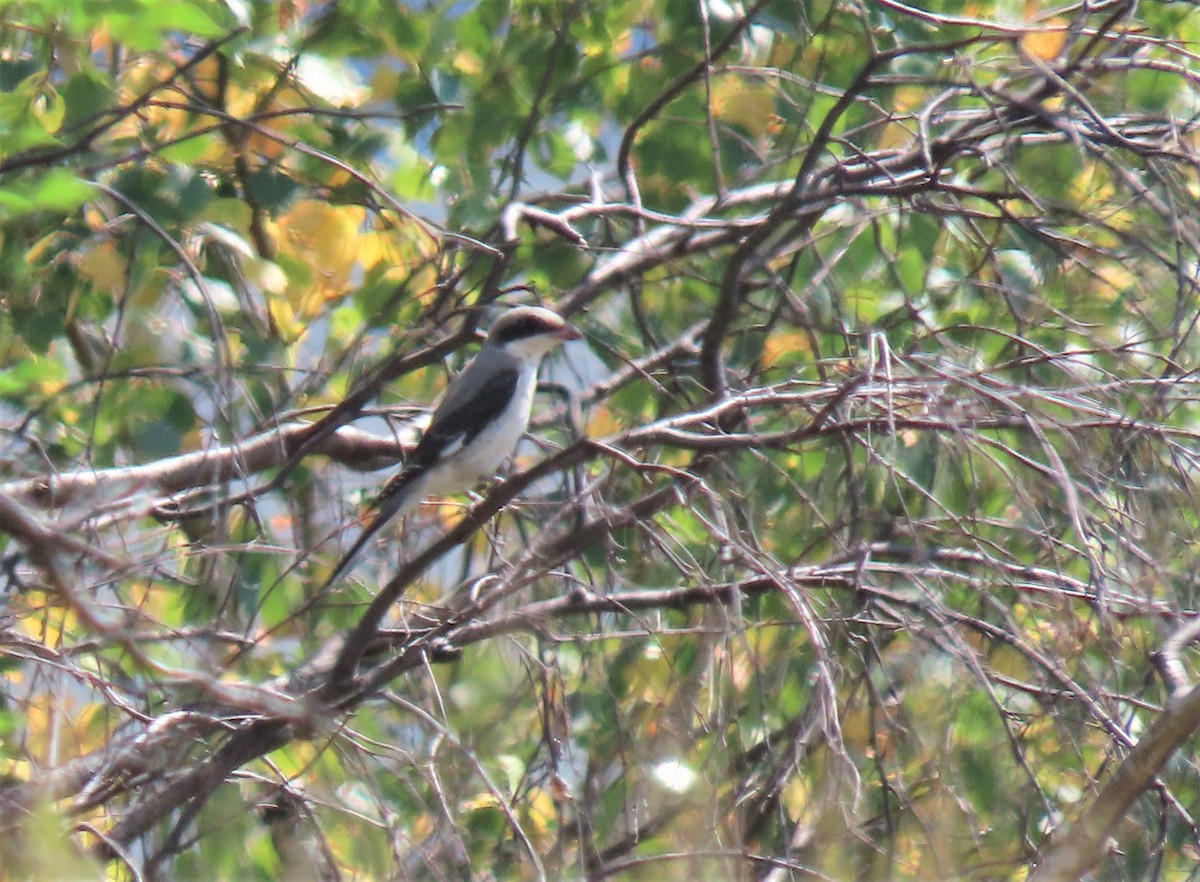 Lesser Gray Shrike - ML607865421