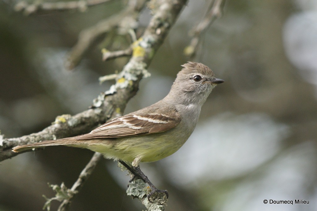 Southern Scrub-Flycatcher - ML60786581