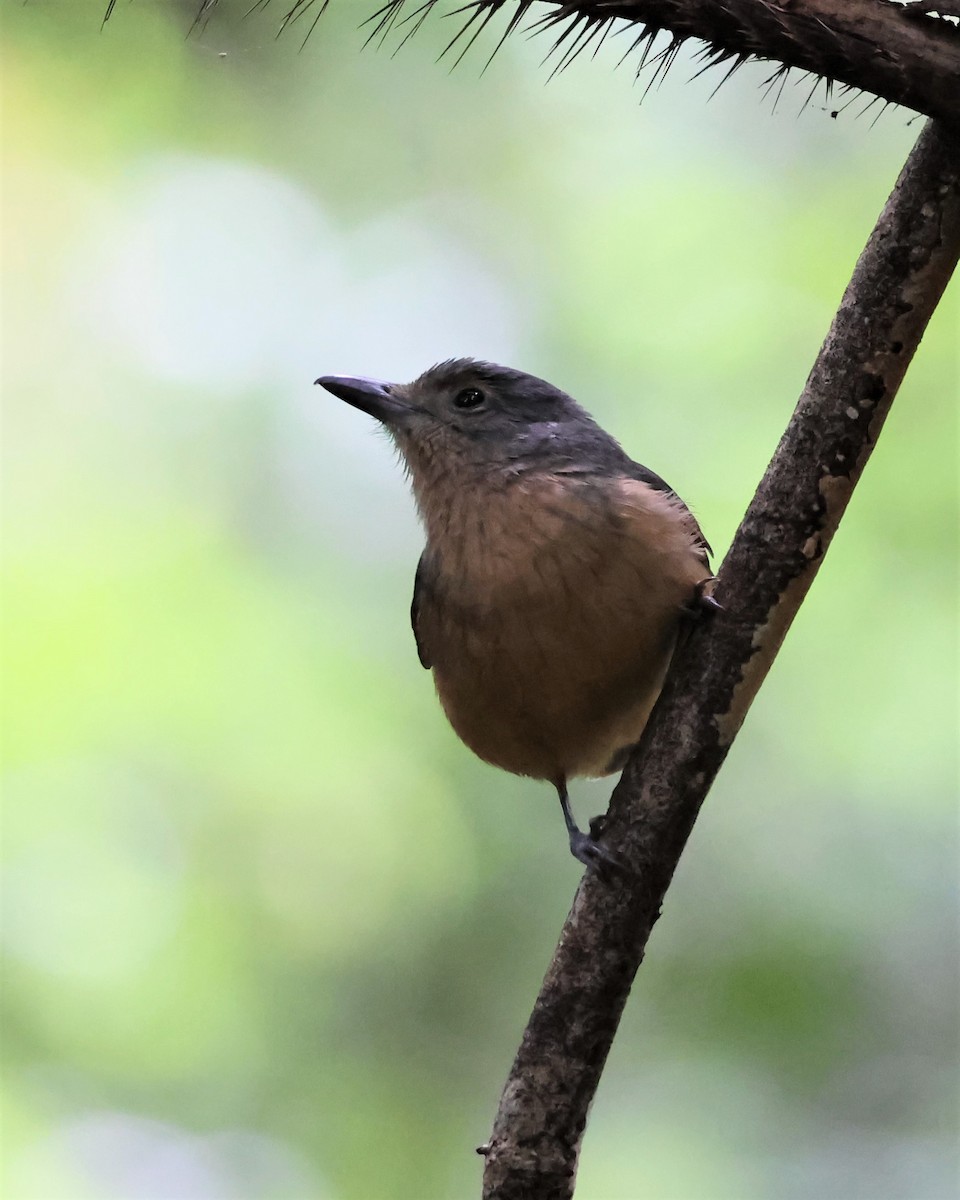 Bower's Shrikethrush - ML607865941