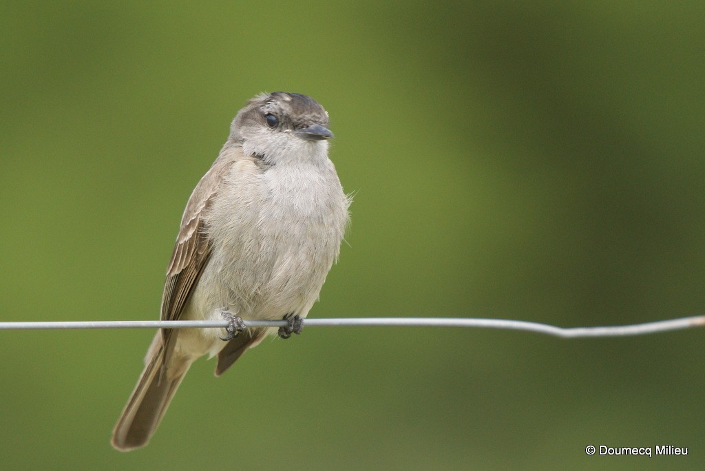 Crowned Slaty Flycatcher - ML60786641