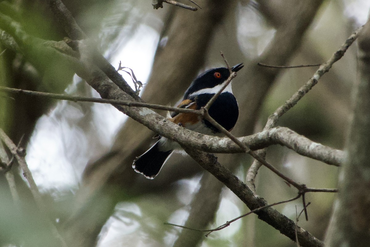 Cape Batis (Gray-mantled) - ML607866871