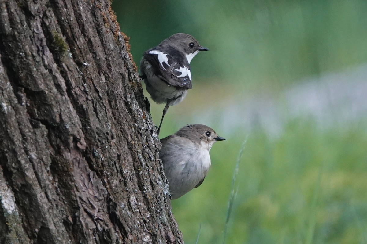 European Pied Flycatcher - ML607867511