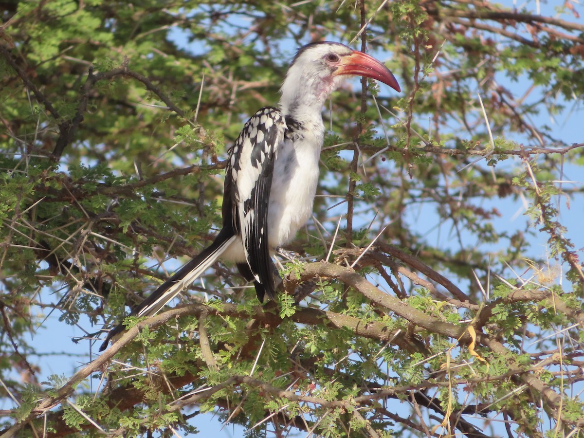 Northern Red-billed Hornbill - ML607867531