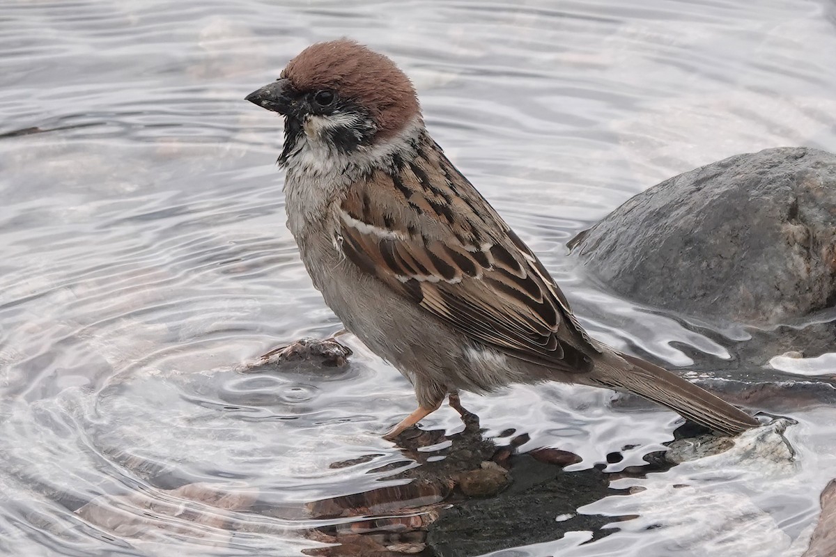 Eurasian Tree Sparrow - ML607867591