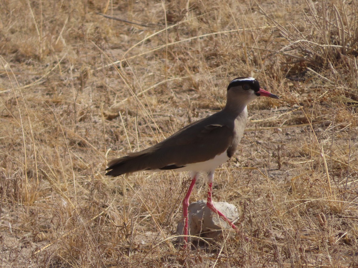 Crowned Lapwing - ML607867701