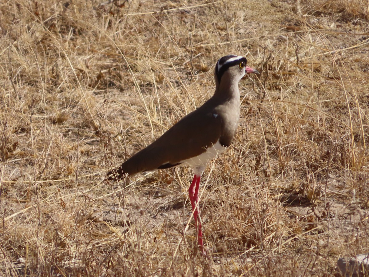 Crowned Lapwing - ML607867711