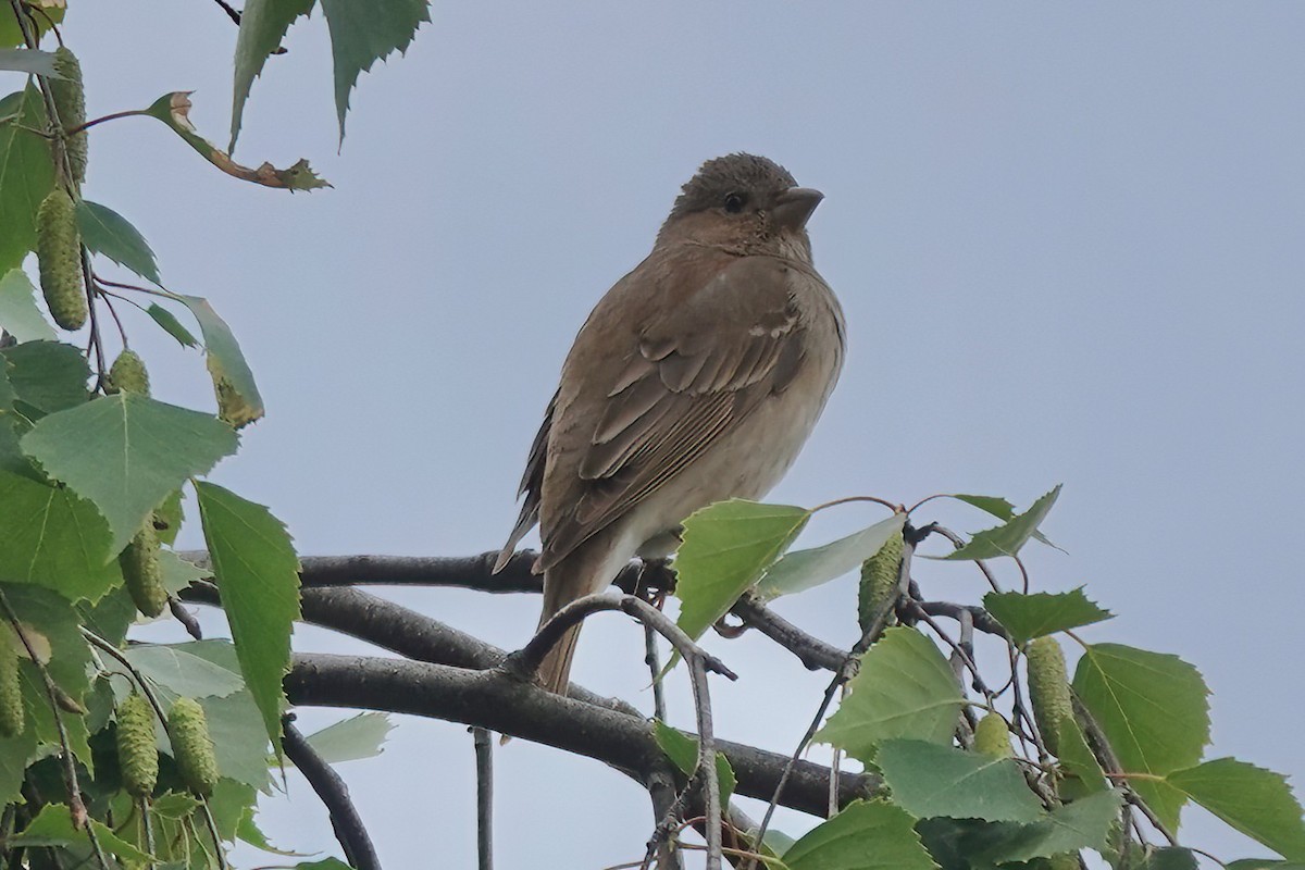 Common Rosefinch - ML607867841